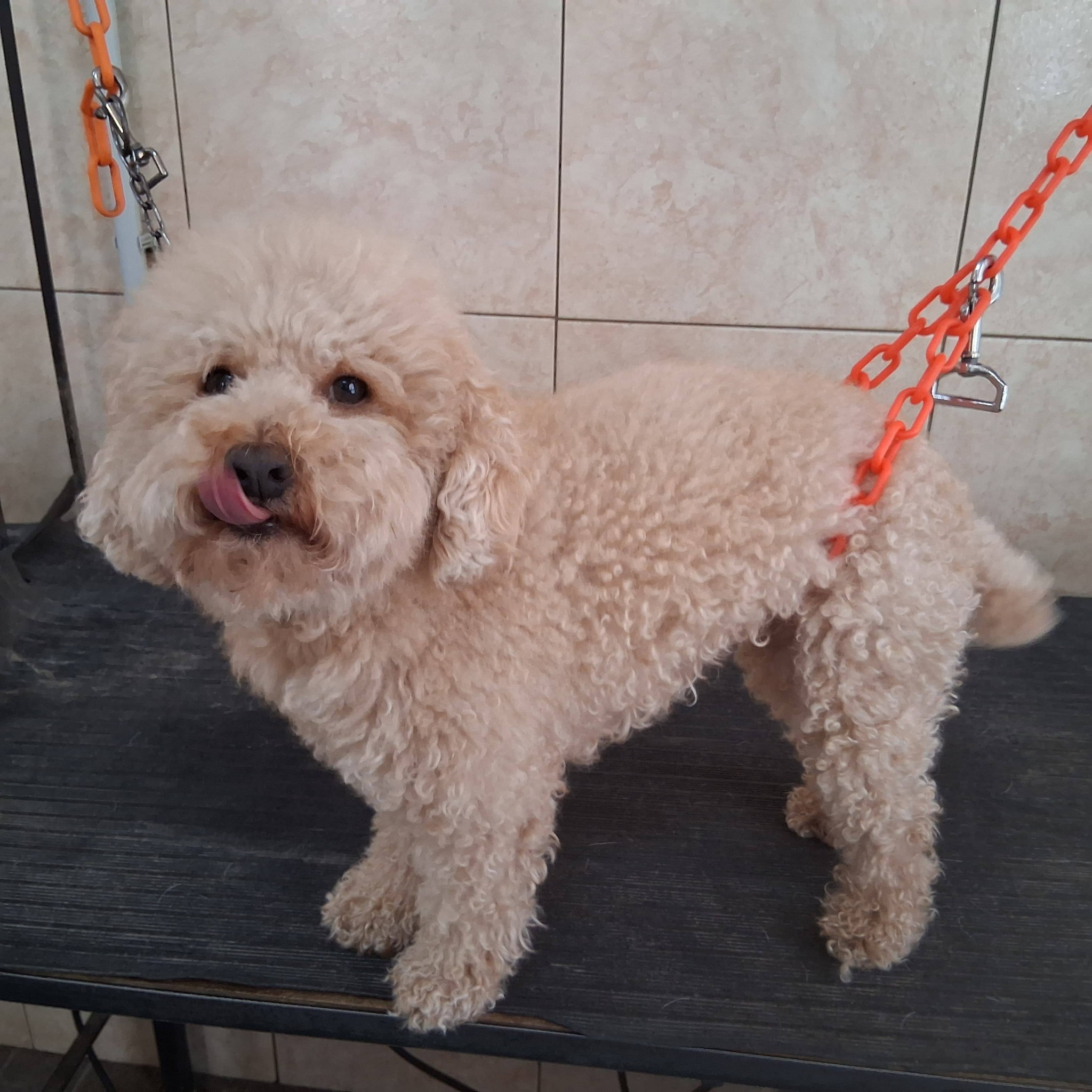 Cliente con su mascota en Diógenes