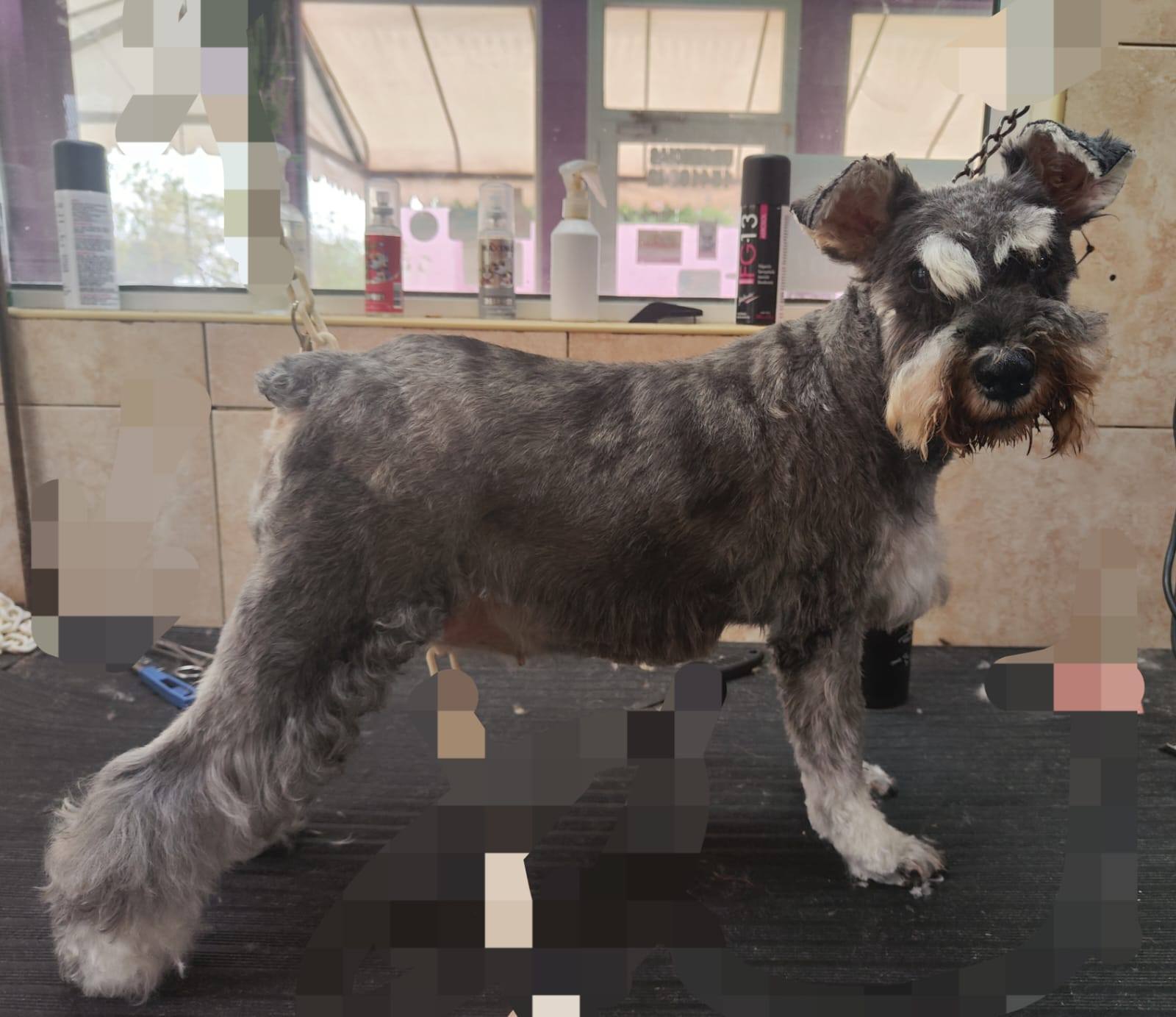 Mascota atendida con cariño en Diógenes