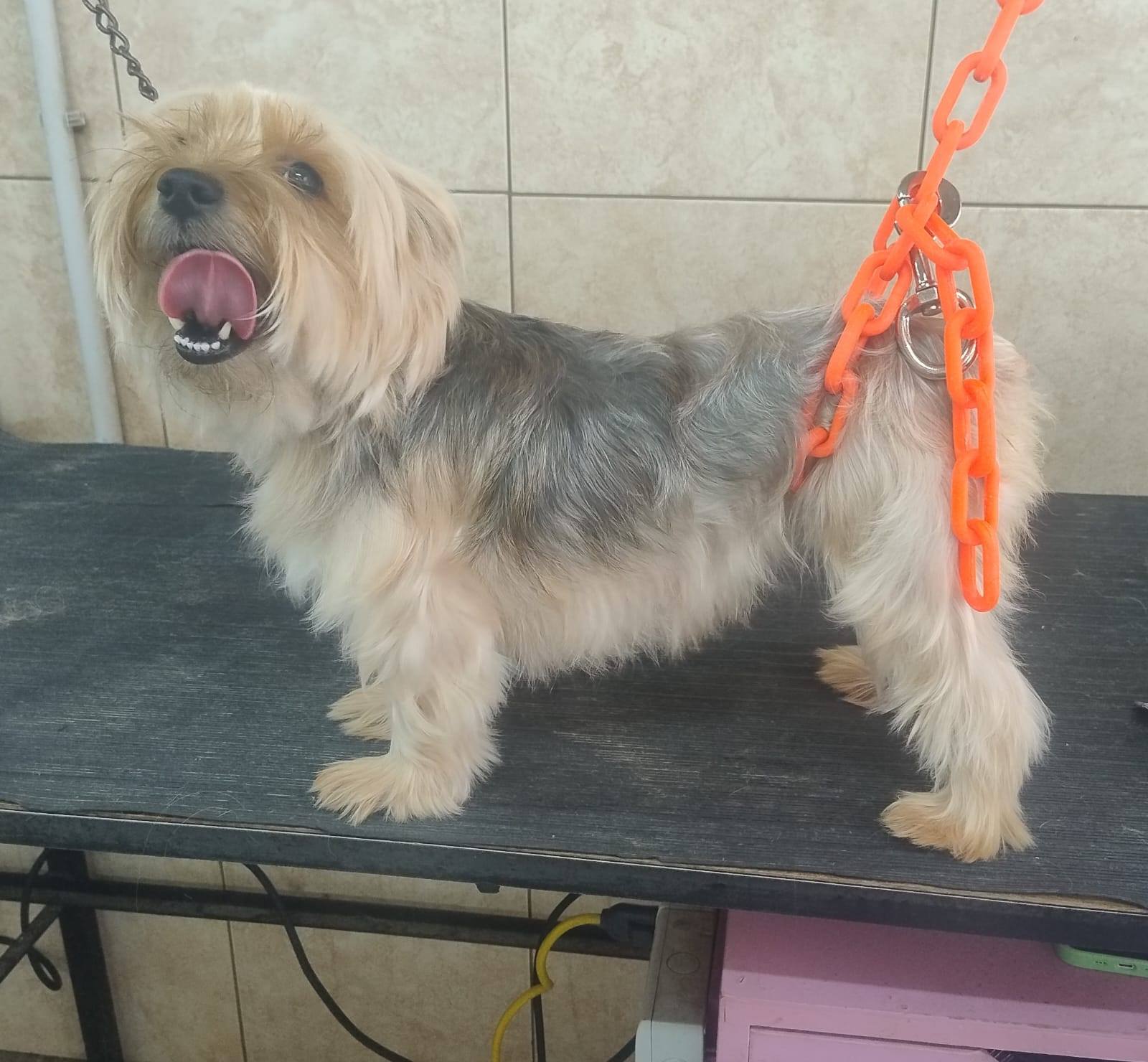 Familia visitando Veterinaria Diógenes