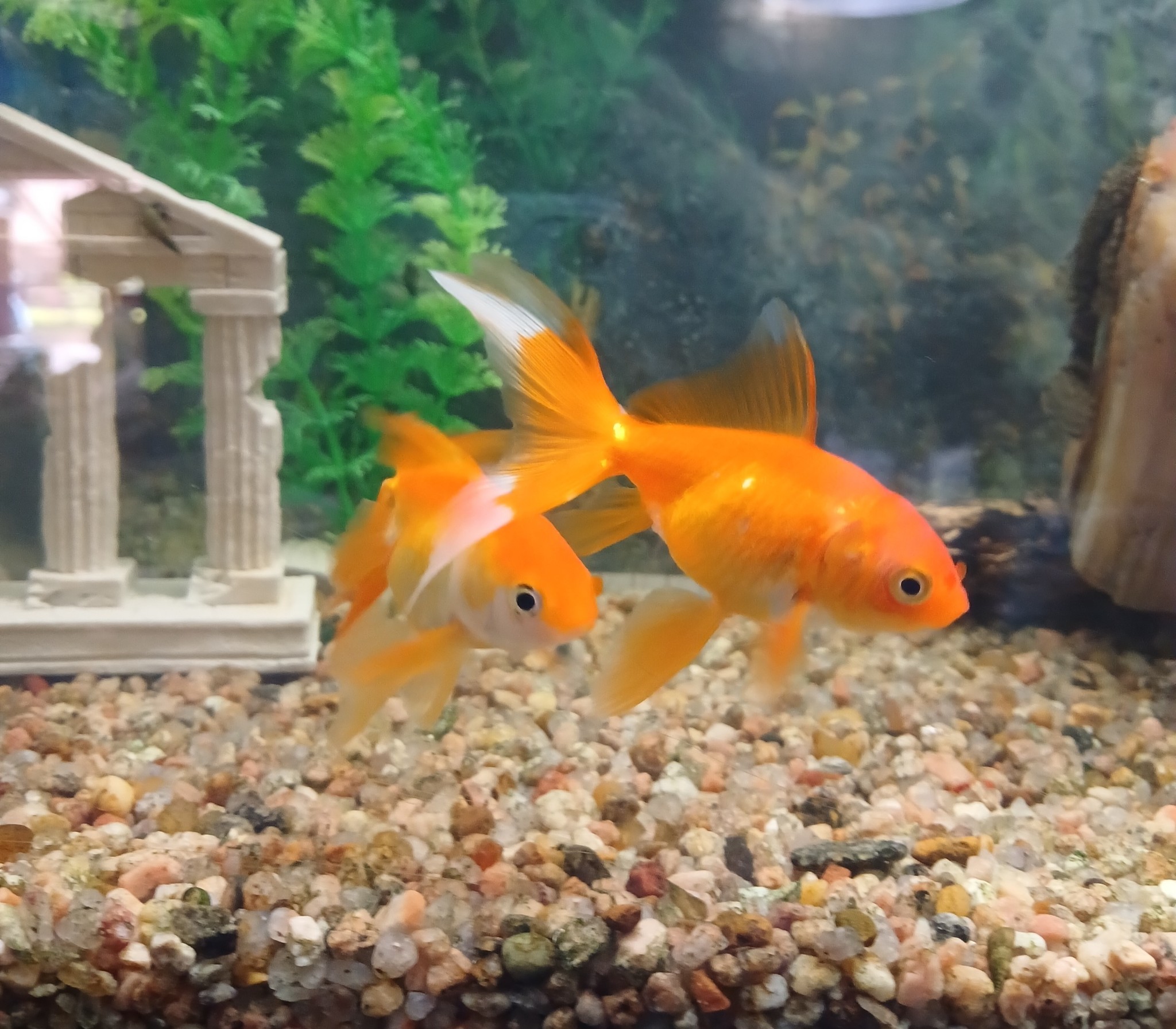 Productos para mascotas en el pet shop
