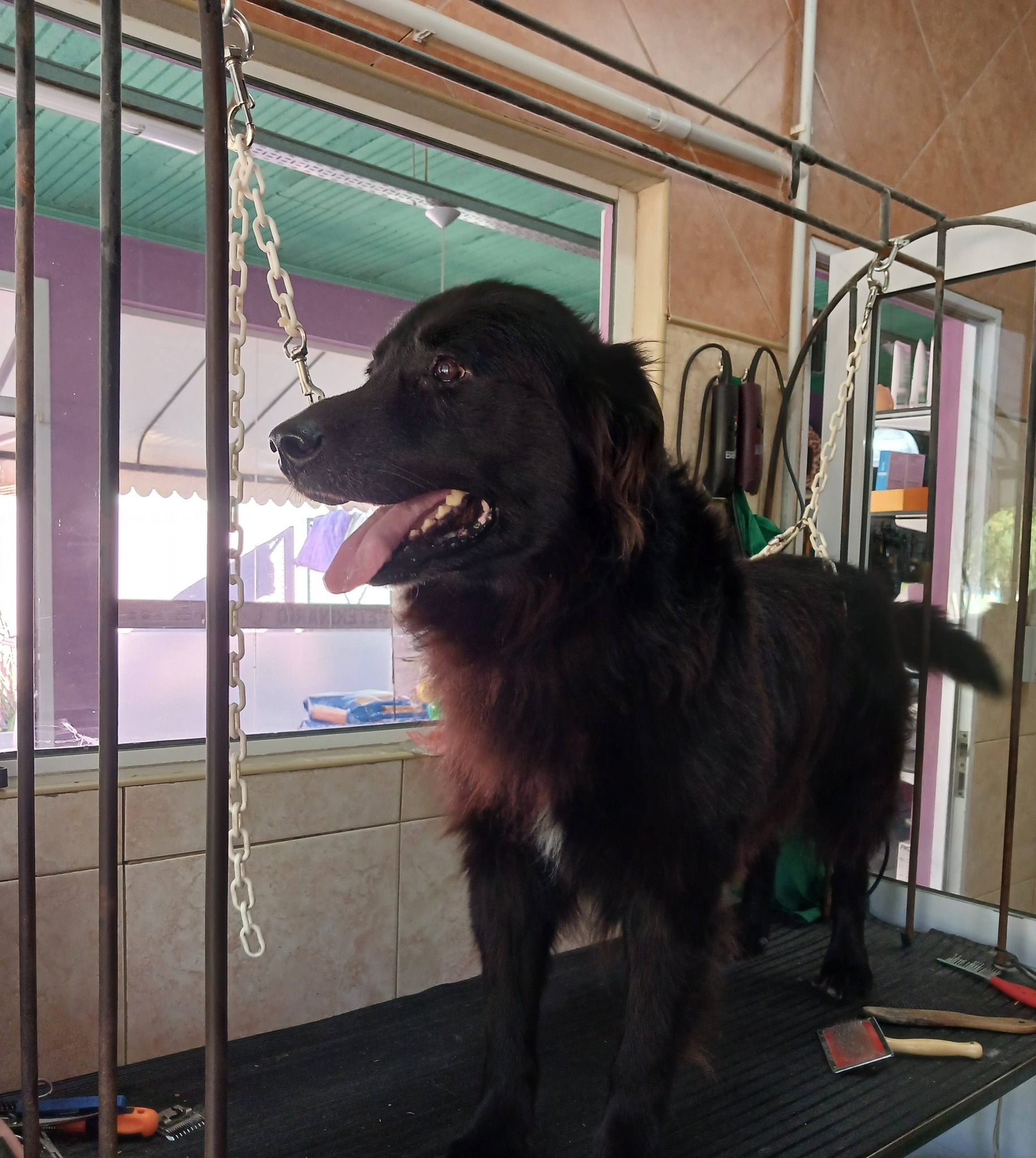 Momento del día a día en el centro veterinario